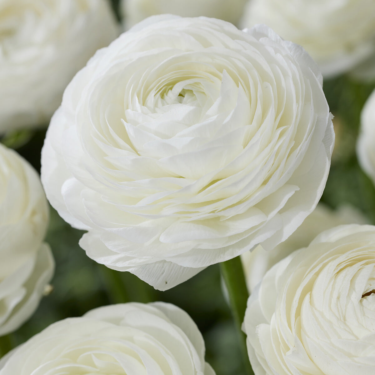 Ranunculus white - Witte Ranonkels - Ranunculus