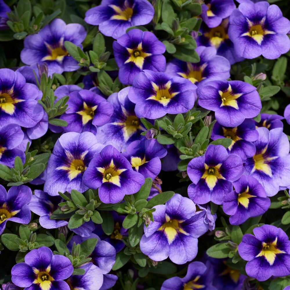 Mini Petunia Bumble Bee (x3) - Calibrachoa Cabaret® Bumble Bee - Bakker