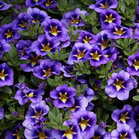 Mini Petunia Bumble Bee (x3) - Calibrachoa Cabaret® Bumble Bee - Bakker