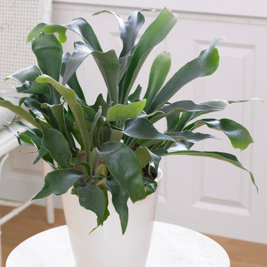 Hertshoornvaren Platycerium bifurcatum  - Hangplant - Bakker