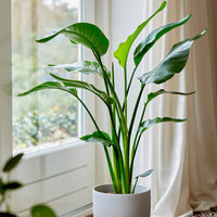 Strelitzia nicolai - Strelitzia nicolai - Bakker