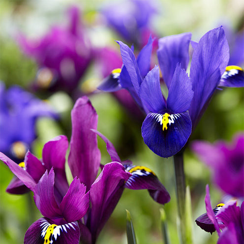 Iris Tweelingbroers mix (x25) - Bakker
