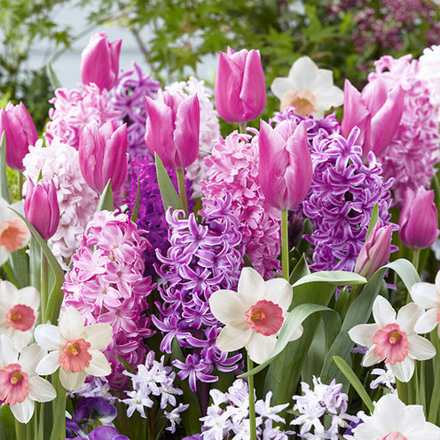 Bloembollen Roze Rand mix (x35) - Bakker