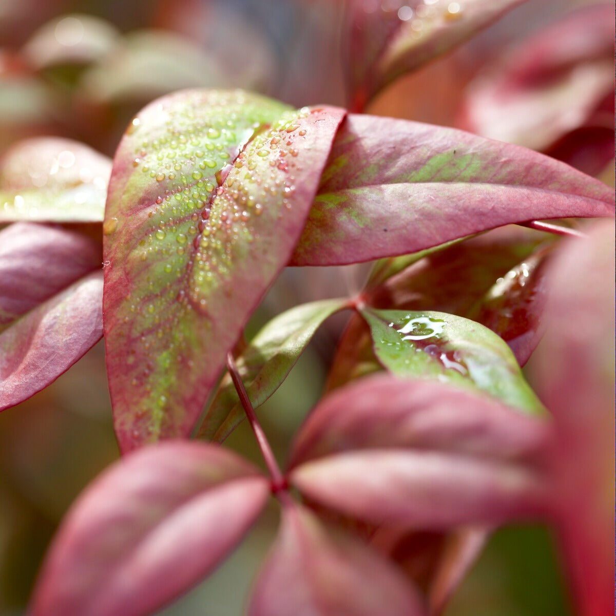 Bloeiende heesters - Hemelse bamboe 'Firepower' - Nandina domestica Fire Power