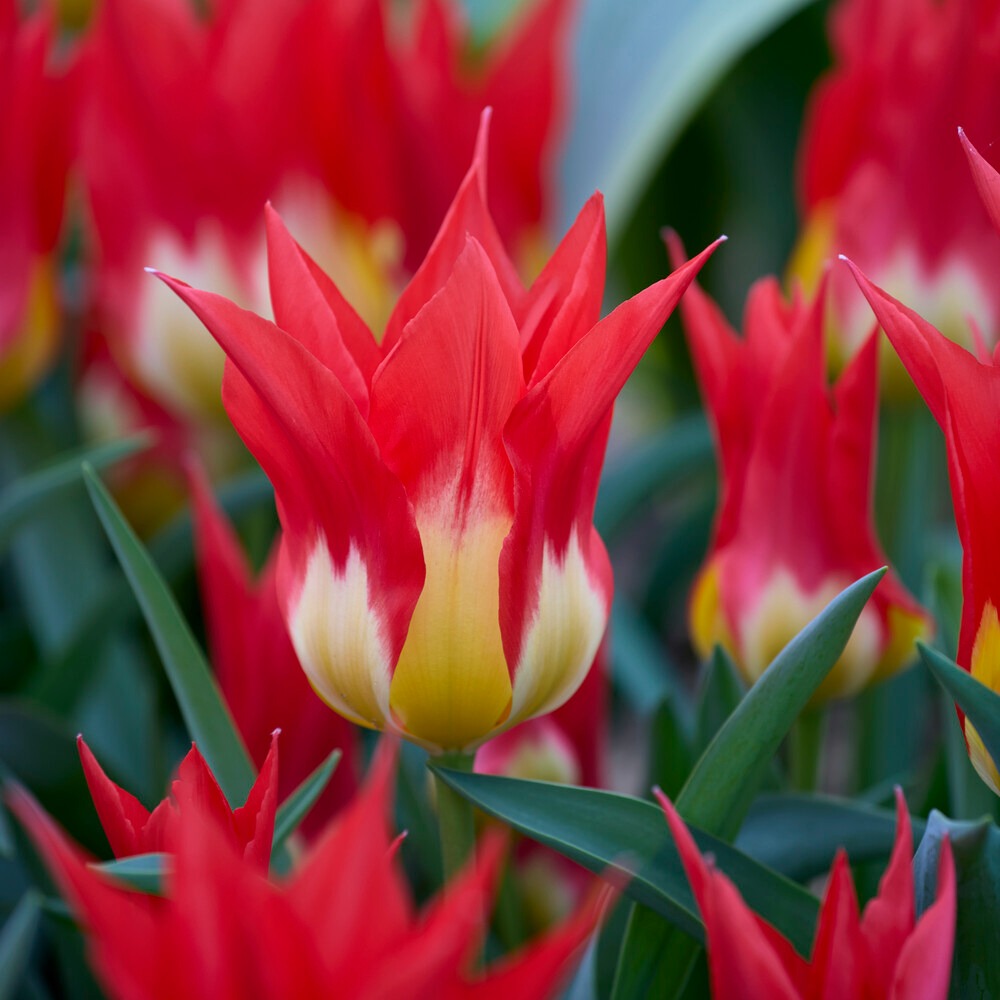 Tulpen - 5 Tulpen 'Flames Mystery' - Tulipa Fosteriana Flames Mystery