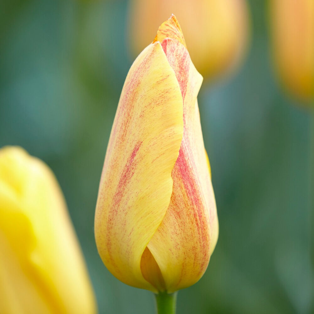 5 Tulpen 'Rhapsody of Smiles' - Tulipa Single Late Rhapsody of Smiles - Bakker
