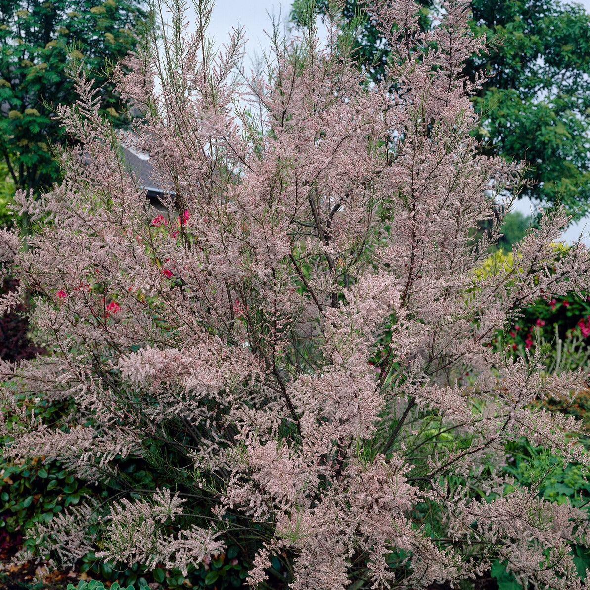 Zomer Tamaris - Tamarix ramosissima Pink Cascade - Bakker