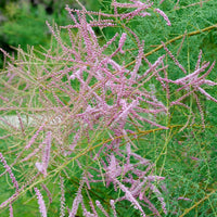 Tamarix Pink Cascade - Zomer Tamaris - Bloeiende heesters