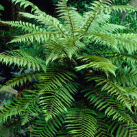 Tasmaanse boomvaren - Dicksonia Antarctica - Bakker