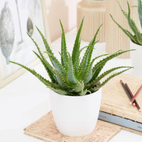 Aloe arborescens - Boomaloë - Groene kamerplanten voor interieur