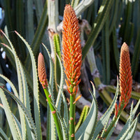 Boomaloë - Aloe arborescens - Bakker