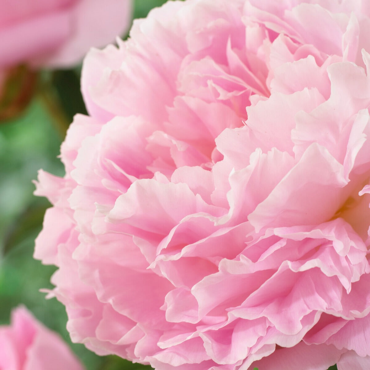 Pioenrozen - Pioenroos Albert Crousse - Paeonia lactiflora Albert Crousse