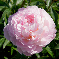 Pioenroos Albert Crousse - Paeonia lactiflora Albert Crousse - Bakker