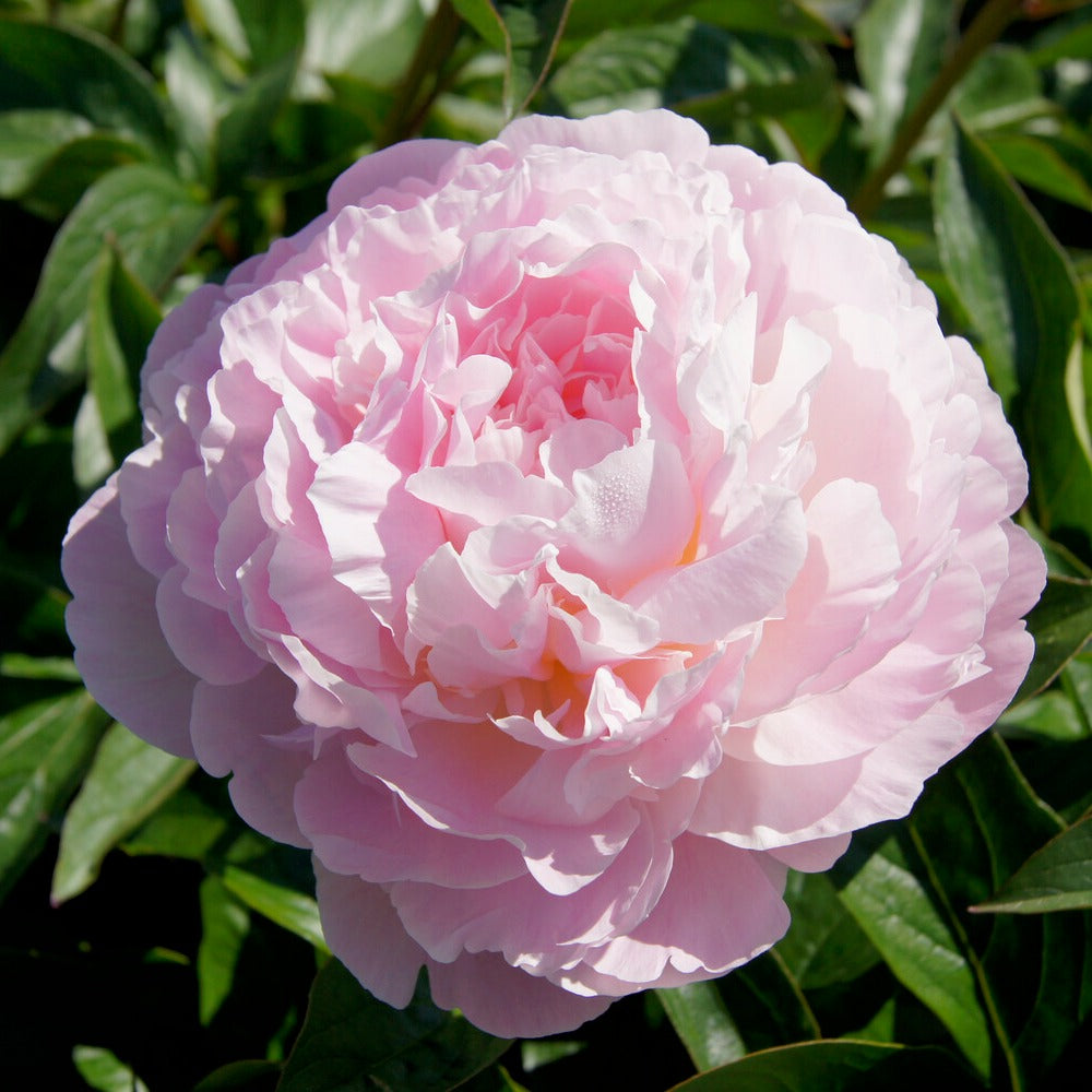 Pioenroos Albert Crousse - Paeonia lactiflora Albert Crousse - Bakker