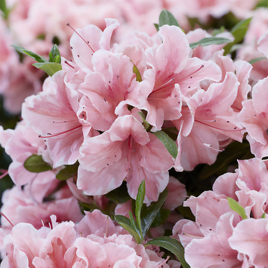 Azalea Encore®  Sunburst - Bakker