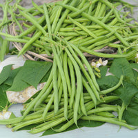 Sperzieboon 'Mangetout Castandel' - Phaseolus vulgaris nain mangetout castandel (obt. clause) - Bakker