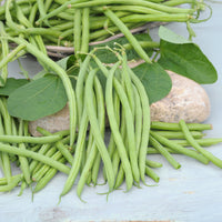 Phaseolus vulgaris nain mangetout castandel (obt. clause) - Sperzieboon 'Mangetout Castandel' - Bonenzaden