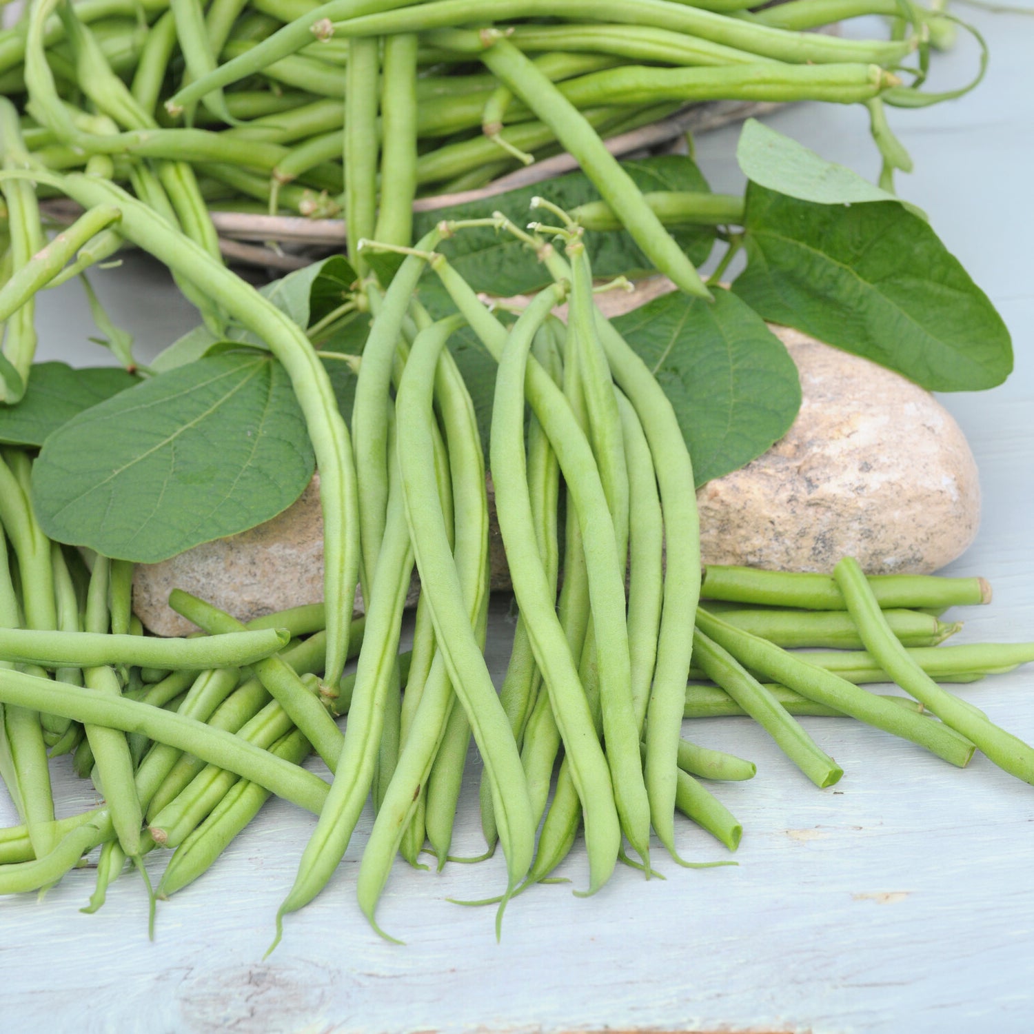 Phaseolus vulgaris nain mangetout castandel (obt. clause) - Sperzieboon 'Mangetout Castandel' - Bonenzaden