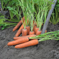 Wortel 'Flyaway F1' - Daucus carota flyaway f1 - Bakker