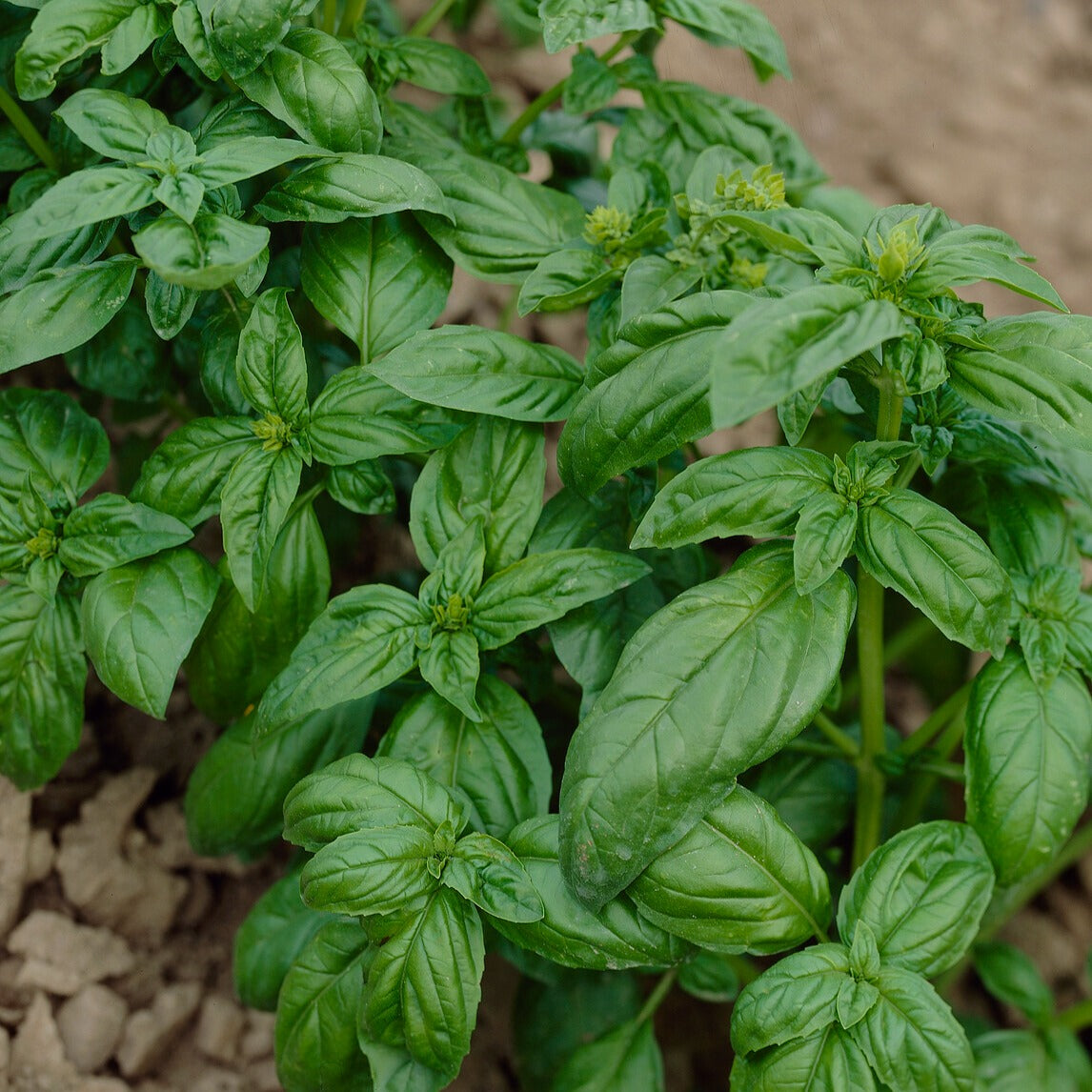 Basilicum 'Grand Vert' - Bakker