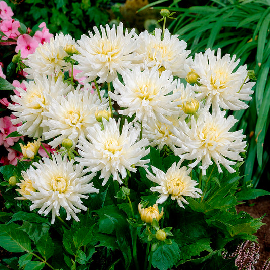 Dahlia 'White Happiness' (x3)