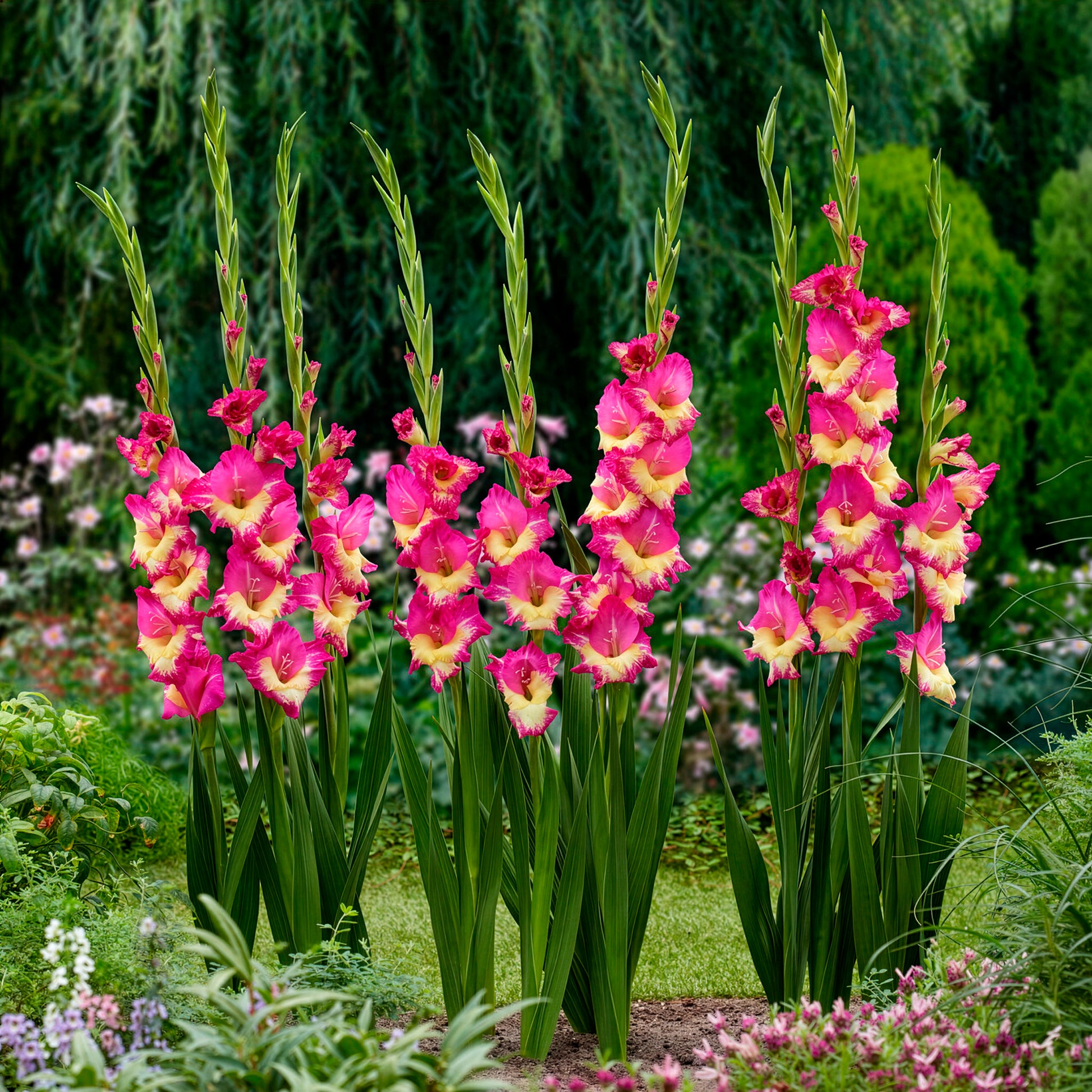 Gladioool 'Stereo' (x25) - Gladiolus extravert - Bakker