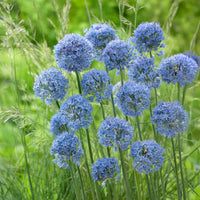 Allium azureum - Allium Caeruleum (x20) - Allium