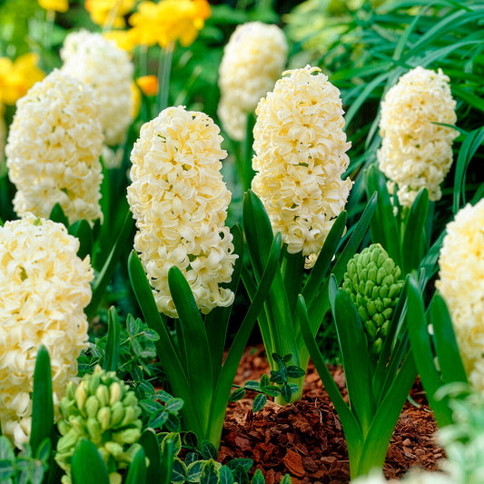 Hyacinthen 'City of Haarlem' (x6) - Bakker