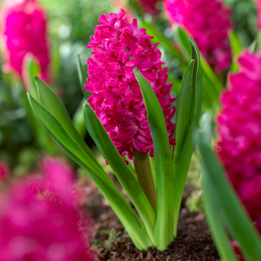 Hyacinthen 'Jan Bos' (x6) - Bakker