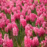 Verkoop Hyacinthen 'Jan Bos' (x6)