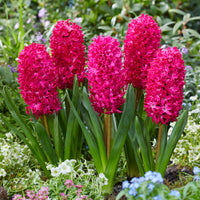 Verkoop Hyacinthen 'Jan Bos' (x6) - Hyacinthus orientalis Jan Bos