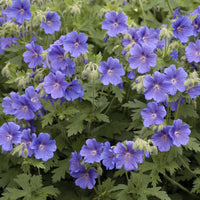Geranium himalayense - Himalaya Ooievaarsbek - Geraniums