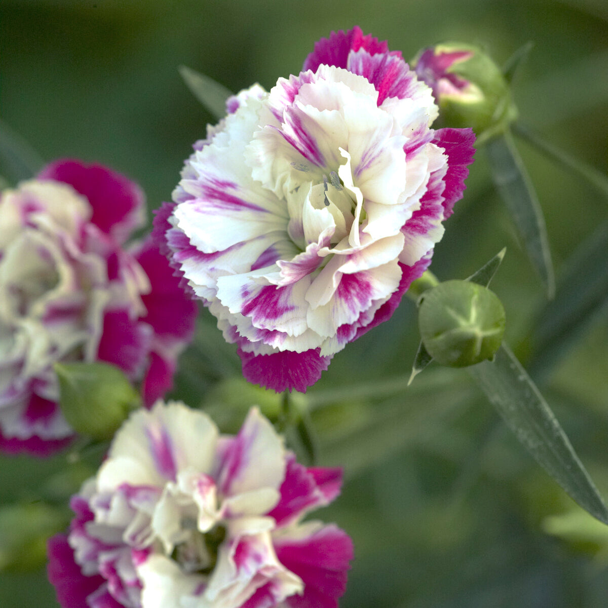 Grasanjer 'Pink Heaven' (x2) - Bakker