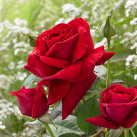 Geurende roos 'Duftzauber 84' - Rosa la magie du parfum - Bakker