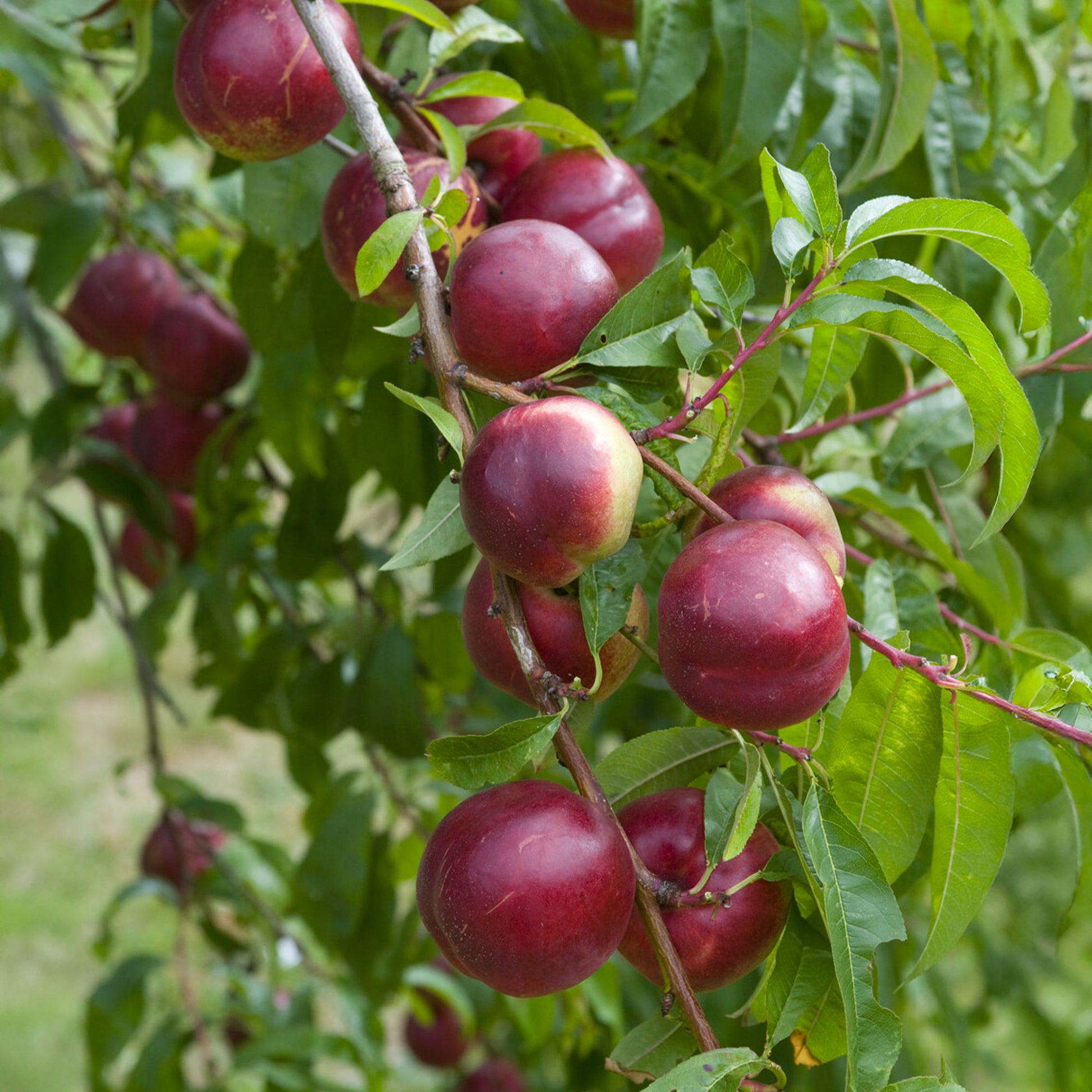 Nectarine 'Nectared - Prunus persica Nectared - Bakker