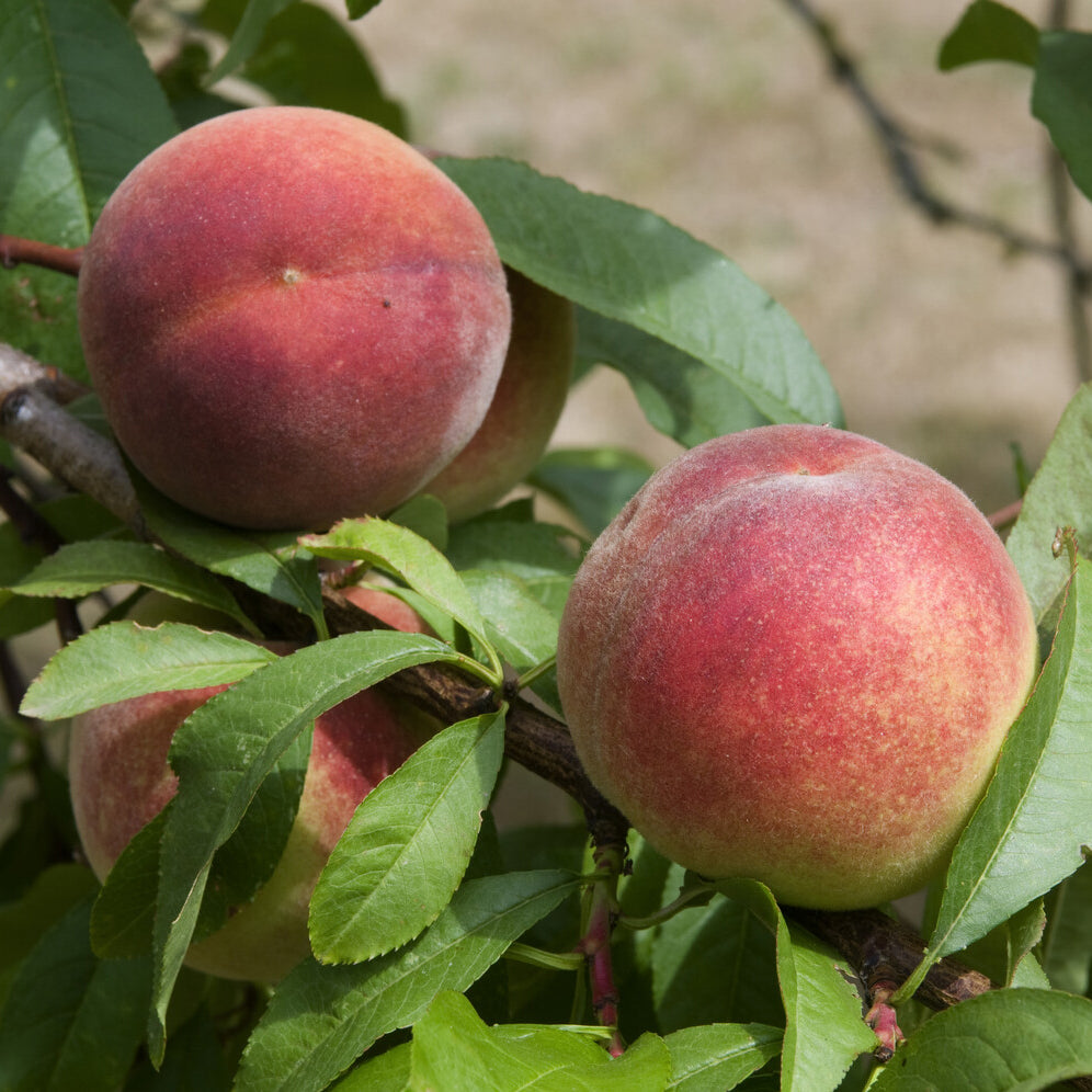 Verkoop Perzik 'Amsden' - Prunus persica Amsden