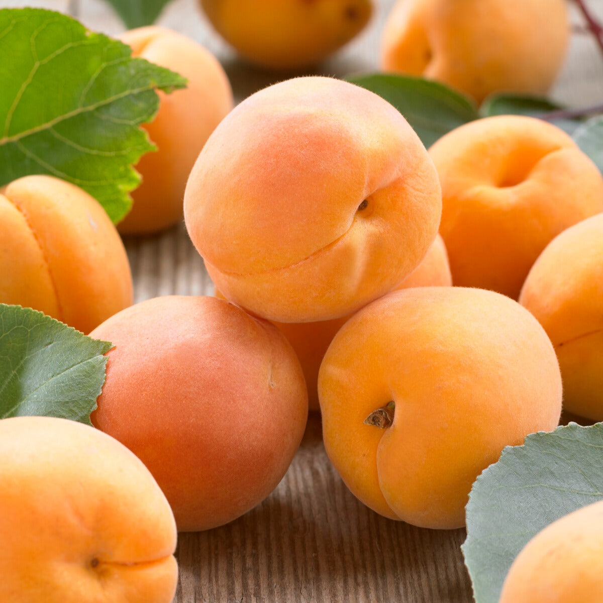 Abrikozenboom - mini - Prunus armeniaca Aprigold - Bakker