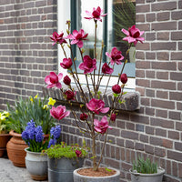 Magnolia 'Genie' - Magnolia Genie - Bakker