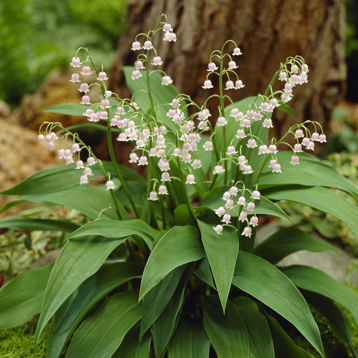 Convallaria majalis Rosea - Lelietjes-van-Dalen - roze - Vaste planten