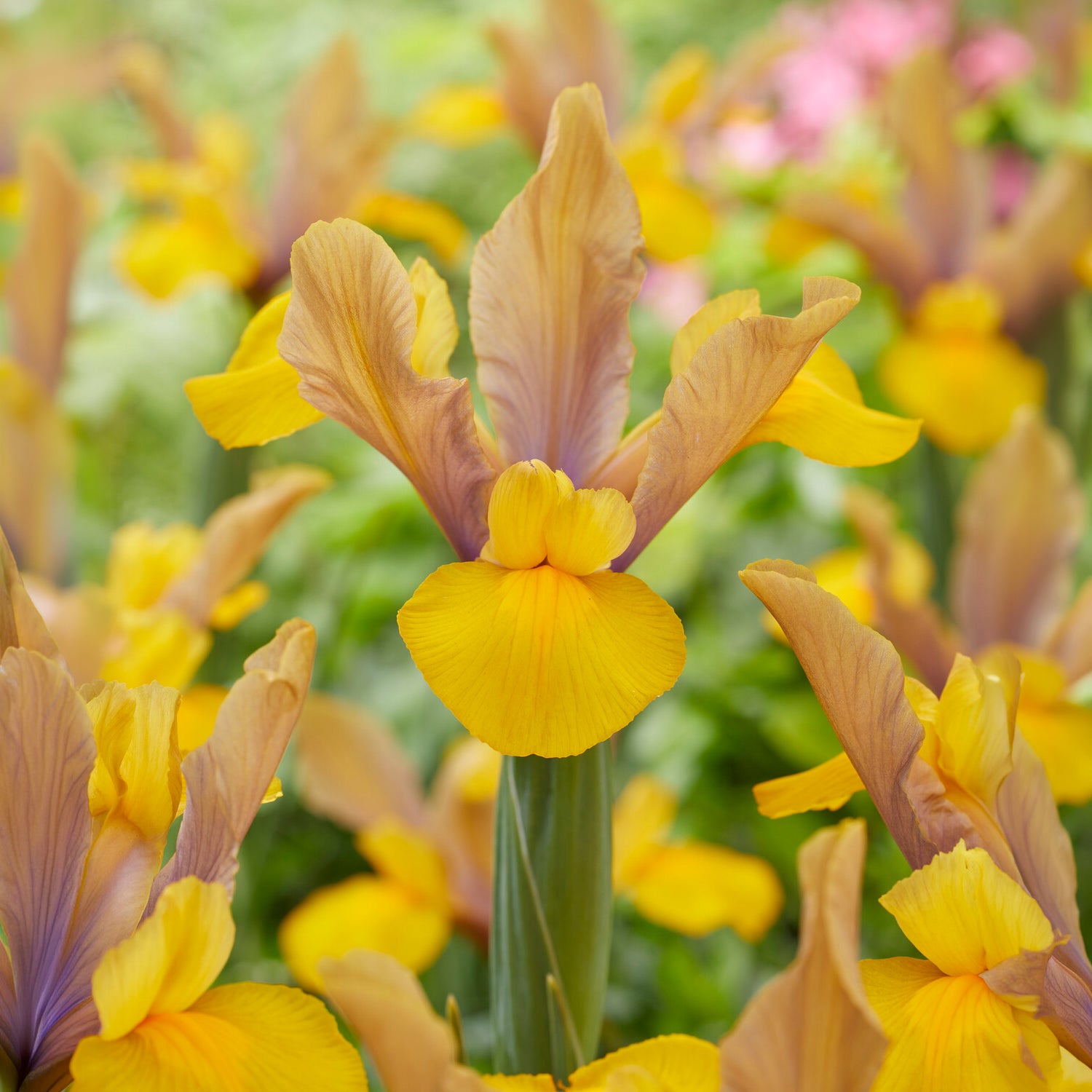 Iris 'Bronze Perfection' (x10) - Iris hollandica bronze perfection - Bakker