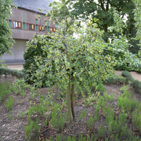 Witte kruisbes op stam - Ribes uva-crispa Hinnonmäki Grün - Bakker