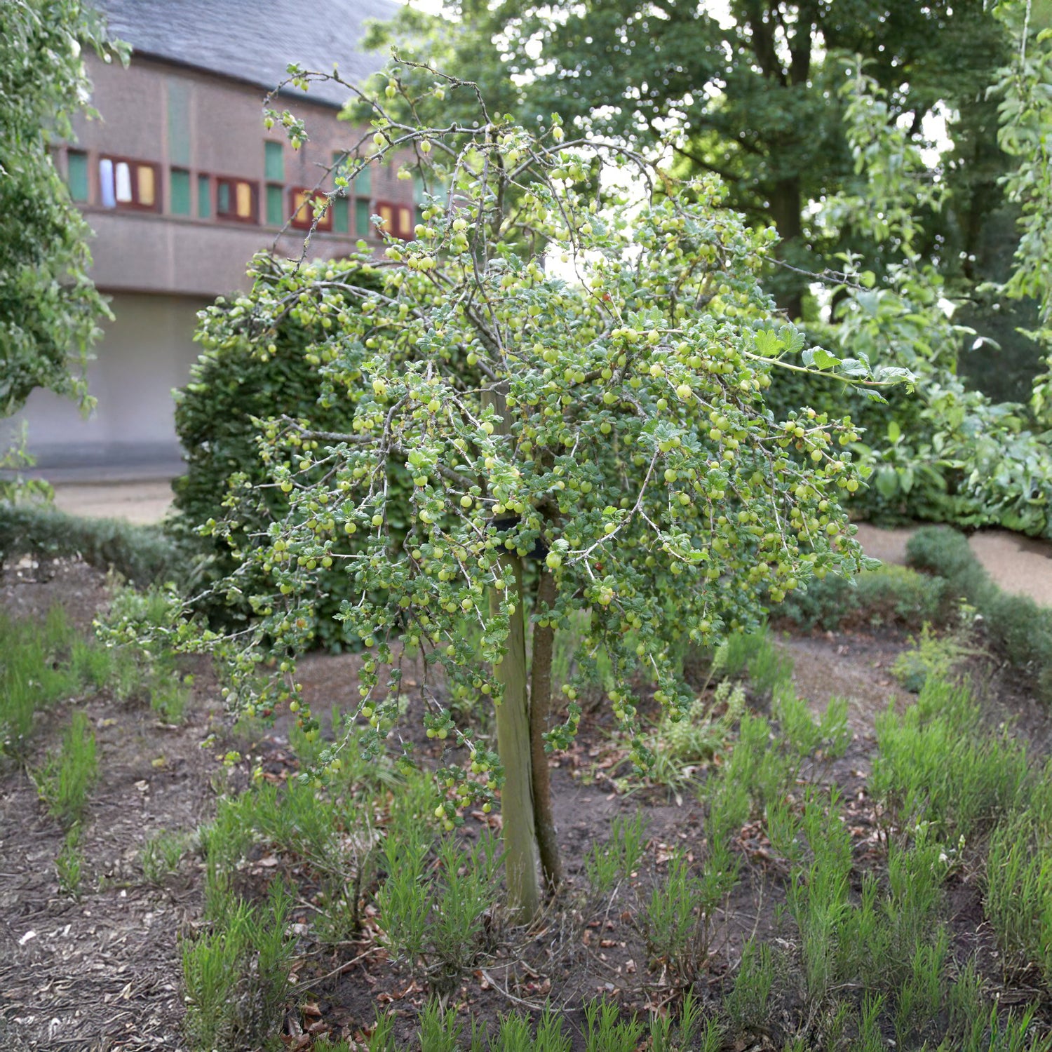 Witte kruisbes op stam - Ribes uva-crispa Hinnonmäki Grün - Bakker