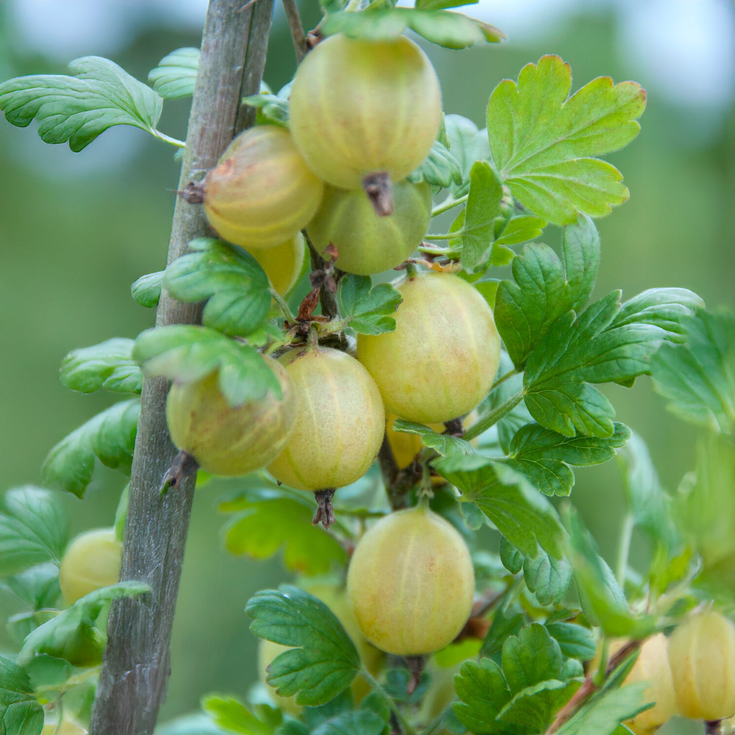 Witte kruisbes op stam - Bakker
