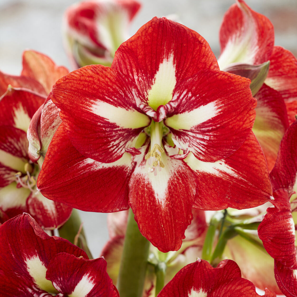 Amaryllis 'Barbados' - Bakker