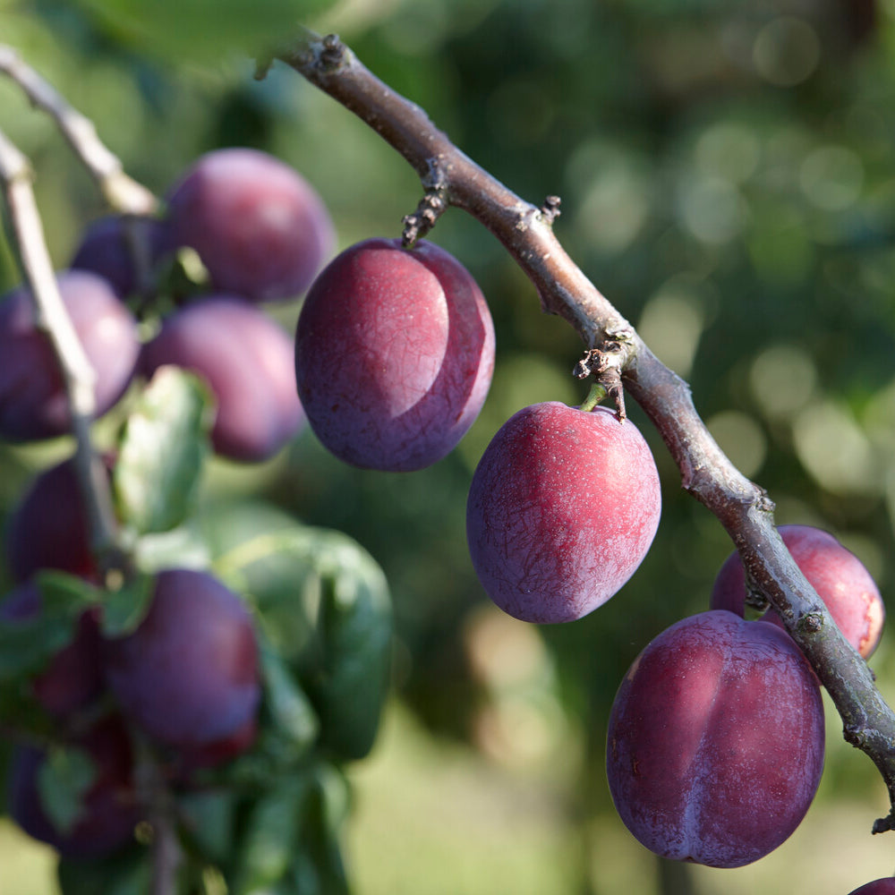 Pruimenboom Reine Claude dAlthan - Prunus domestica Reine Claude d'Althan - Bakker