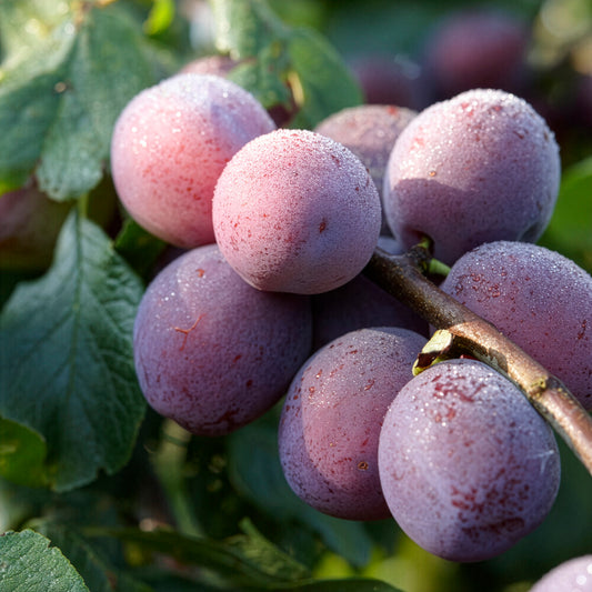 Pruim Claude d'Althan - Bakker