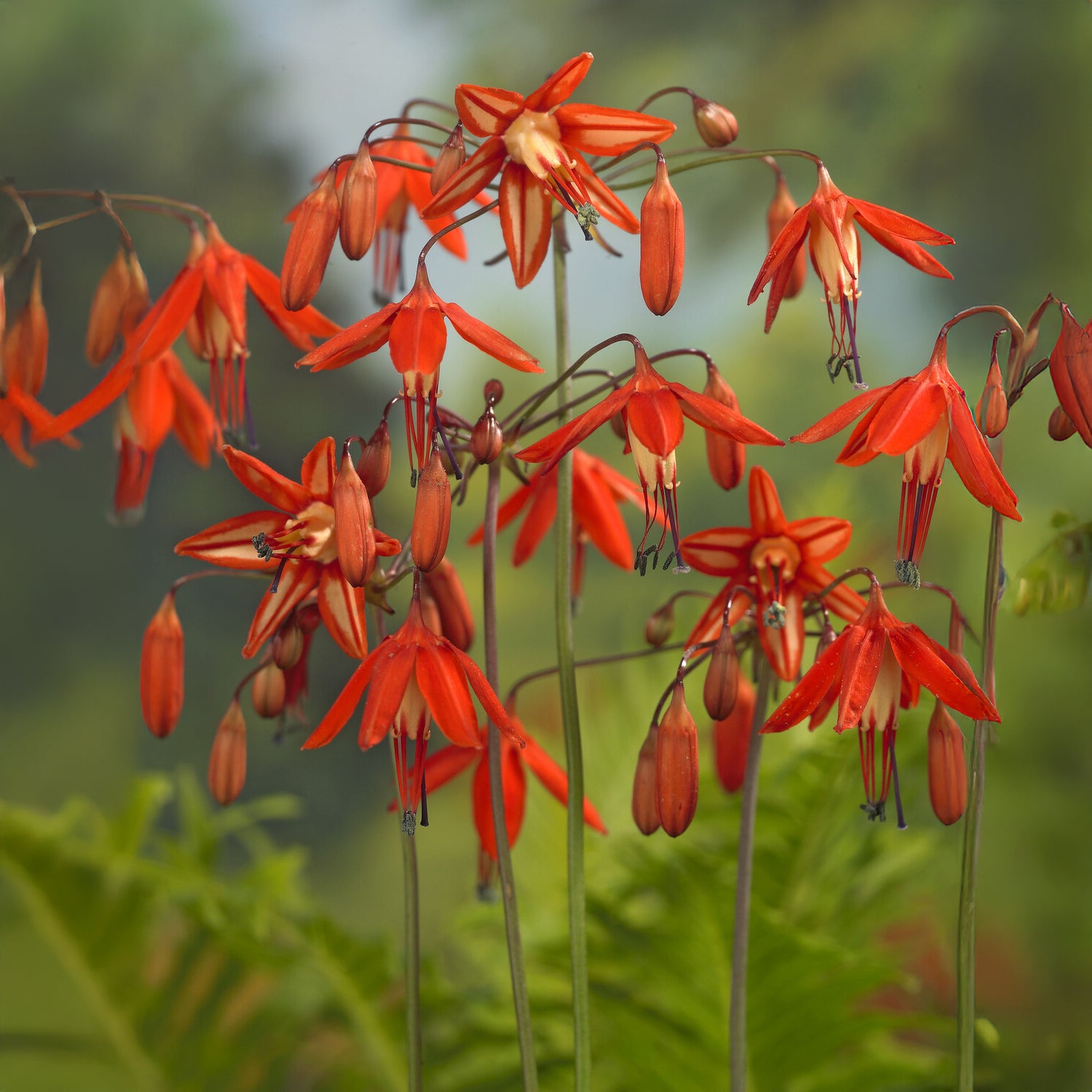 Koraaldruppel (x5) - Bessera elegans - Bakker