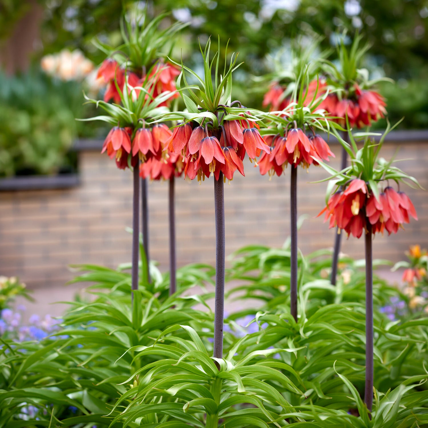 Keizerskroon Rubra - Fritillaria imperialis rubra - Bakker