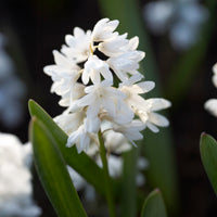 Puschkinia Libanotica Alba (x20) - Puschkinia libanotica alba - Bakker