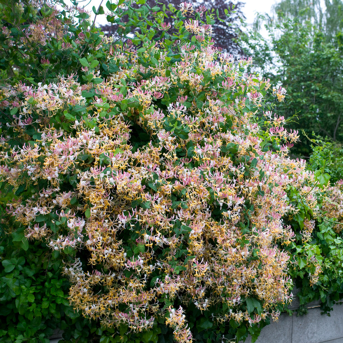 Wilde kamperfoelie 'Serotina' - Lonicera periclymenum serotina - Bakker